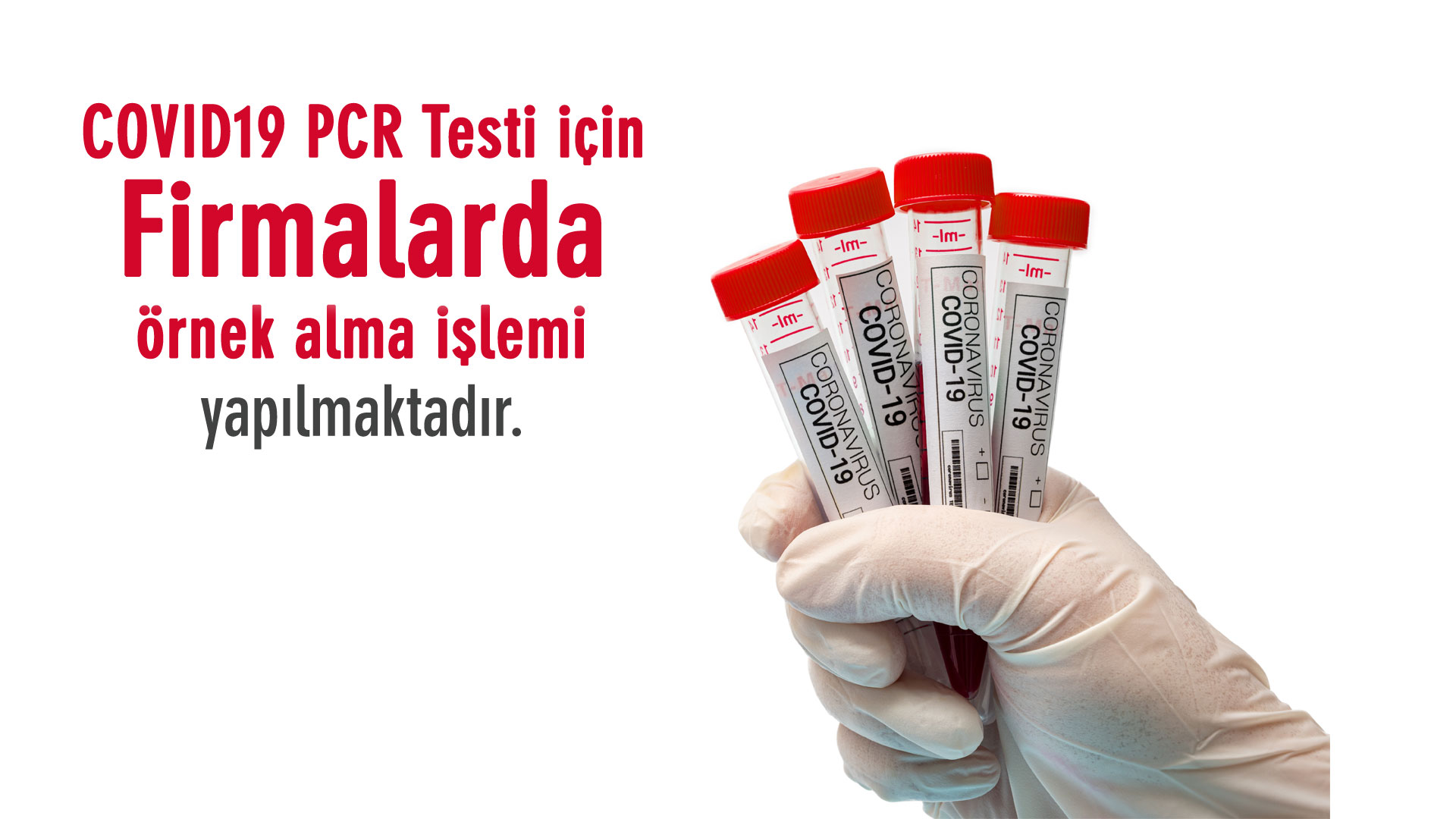 firmalarda toplu pcr testi numunesi alinmaktadir bizden haberl