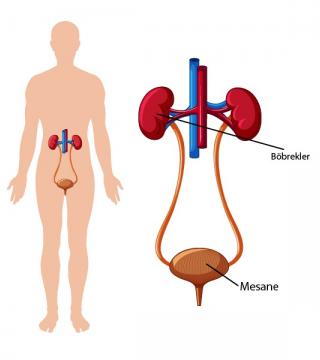 Bladder Cancer Symptoms and Treatment